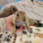 Prairie dog pup For sale
