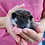 Baby hedgehog for sale