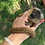 Thumbnail: Taos - Brown Lemur Male Baby PRICE $6500