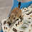 Prairie dog pup For sale