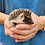 Starlight - Female Baby Hedgehog  for sale