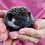 Baby hedgehog for sale