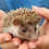 Thumbnail: Barnett - Male Baby Hedgehog PRICE $350