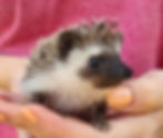 hedgehog for sale