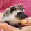 hedgehog for sale