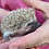 Thumbnail: Judd - Male Hedgehog PRICE $295