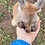 Thumbnail: Riley - Female Baby Red Kangaroo PRICE $9500