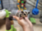 sugar Glider for sale