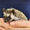 Baby hedgehog for sale breeder