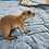 Baby prairie dog for sale