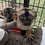 Thumbnail: Matiz - Brown Lemur Male PRICE $6500