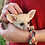 Thumbnail: Fern - Female Fennec Fox PRICE $4200