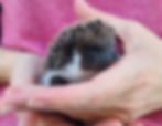 Baby hedgehog for sale
