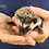 Baby hedgehog for sale breeder