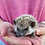 Baby hedgehog for sale