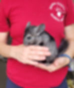 Chinchilla breeder for sale
