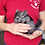 Chinchilla breeder for sale