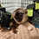 Brown lemur for sale breeder Texas
