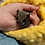 Thumbnail: Coralee - Flying Squirrel Baby Female PRICE $900