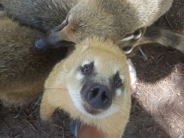 Owning a pet coati care guide | Feeding, Housing and Behavior 