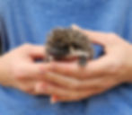 baby hedgehogs for sale breeder