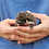baby hedgehogs for sale breeder