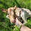 Mini Zebu Calf cow baby for sale pet