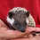hedgehog for sale