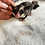Sugar Glider for sale