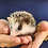 Baby hedgehog for sale breeder