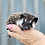 Hedgehog baby for sale