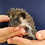 Baby hedgehog for sale breeder