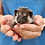 Rocky Male Baby Hedgehog- PRICE $295