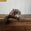 Bushbaby for sale, bushbaby breeder