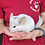 Thumbnail: Zinc- Male Chinchilla PRICE $595
