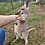 Joey Kangaroo female for sale