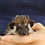 Baby hedgehog for sale breeder