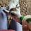 Thumbnail: Bravo - Mini Zebu Tame Bottle Bull Calf PRICE $950
