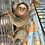 Marmoset monkey for sale baby