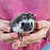 Baby hedgehog for sale