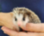Baby hedgehog for sale breeder