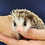 Baby hedgehog for sale breeder