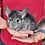 Chinchilla breeder for sale