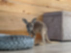 kangaroo baby for sale