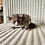 Bushbaby for sale, bushbaby breeder