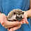 Female hedgehog baby for sale