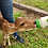 Mini Zebu For sale Pet Cow