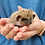 Baby hedgehog for sale Itsy