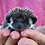 Baby hedgehog for sale