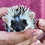 Baby hedgehog for sale